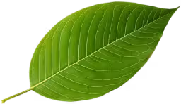 Fresh curry leaves — traditional Indian wellness ingredient